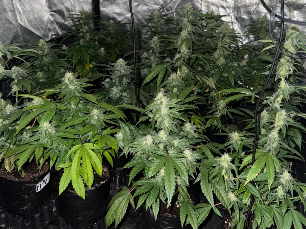 Cannabis 3