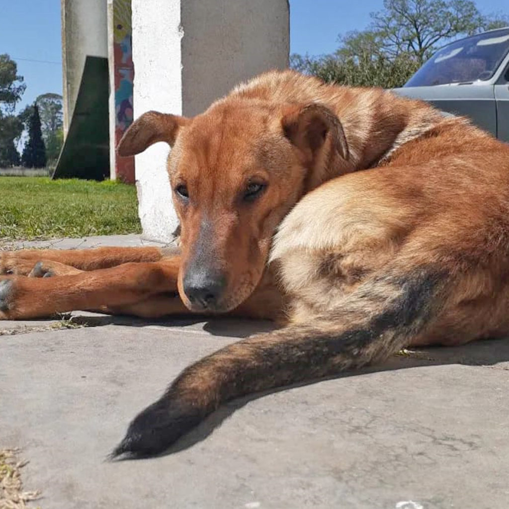 Bromatologia Adopciones 2 1024x1024