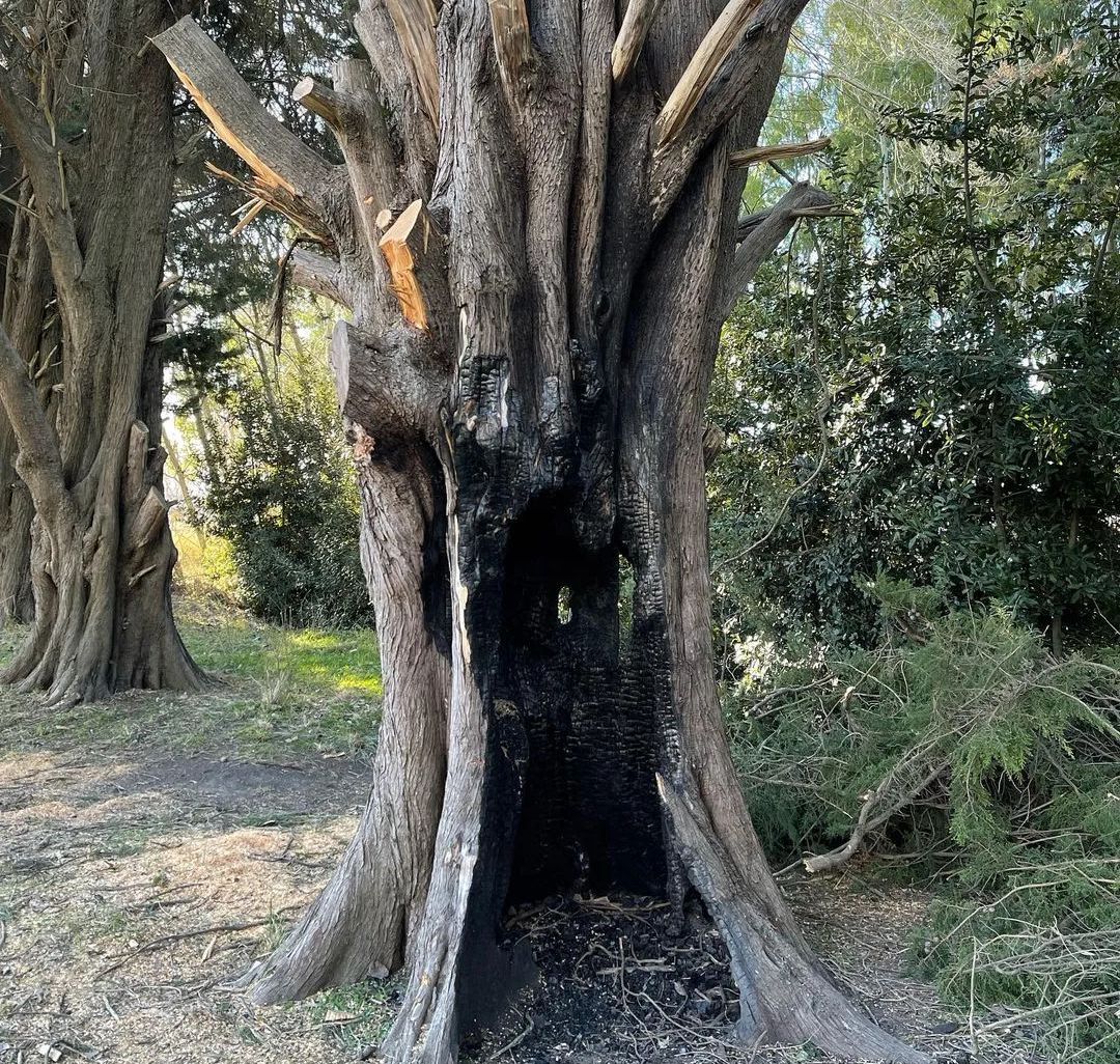 arbol1