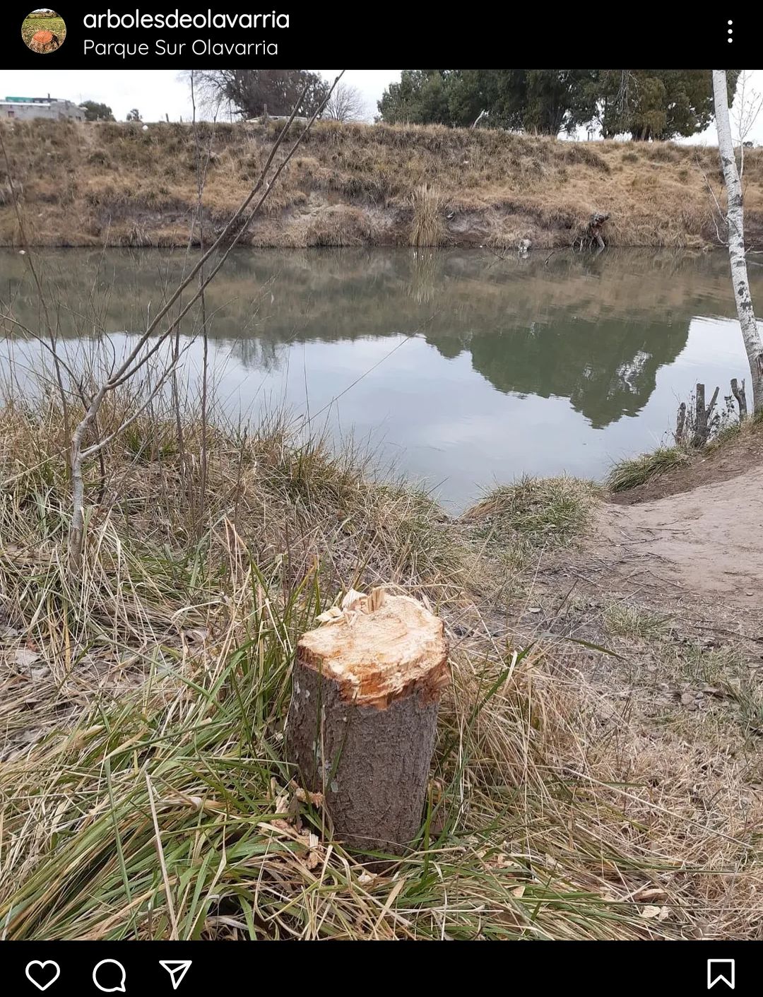 arbol5